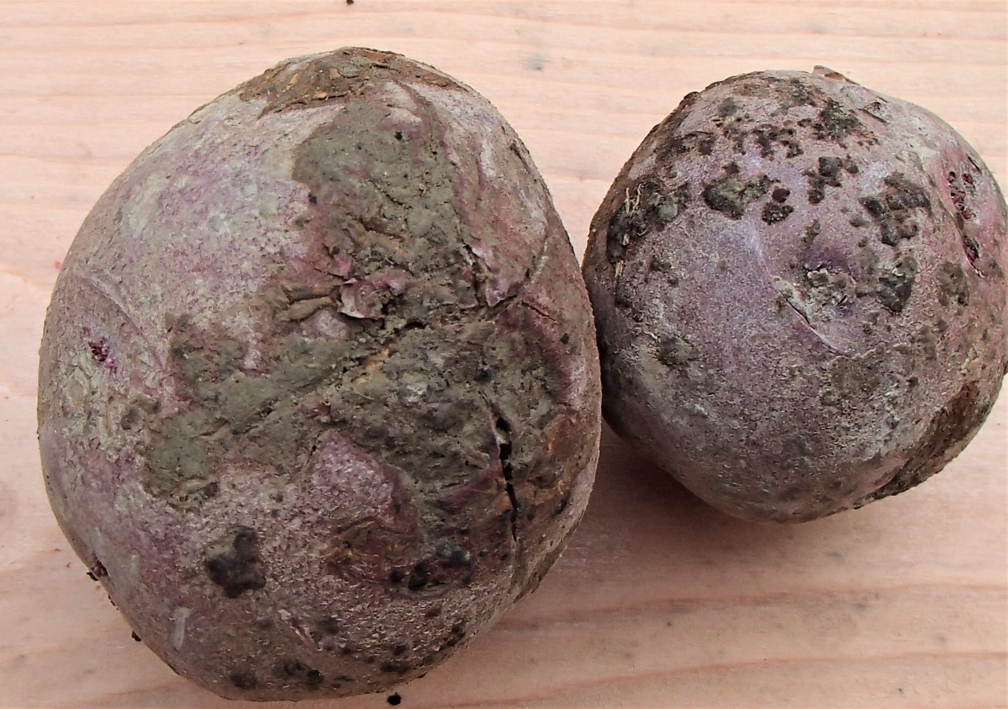 Common scab on potato